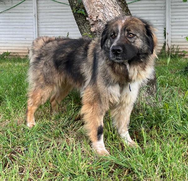 PRUGNA BELLISSIMA CAGNOLONA Foto 3